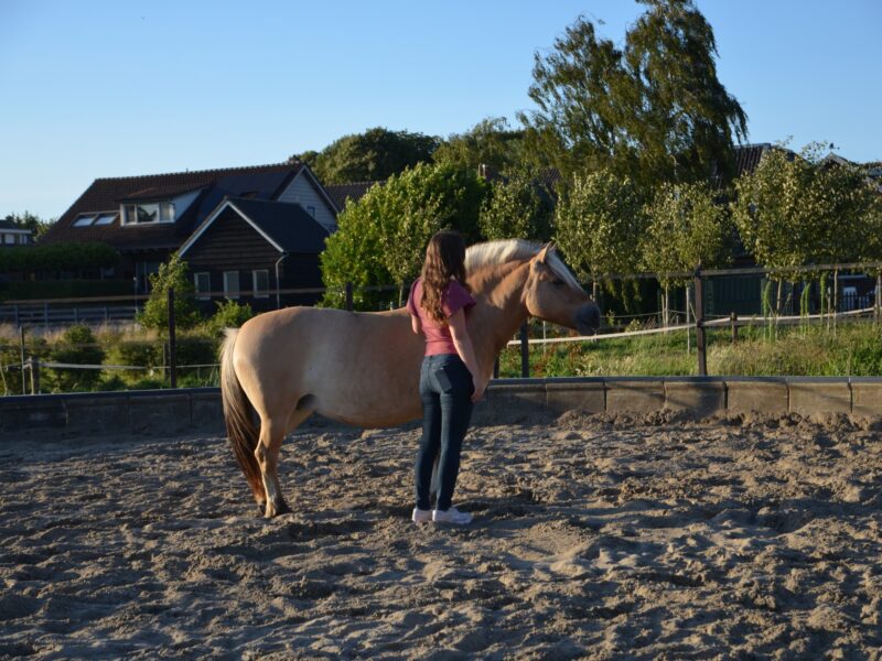 anoukenpaard