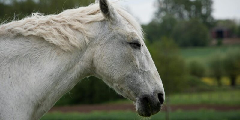 pexels-dendoktoor-9730958 Therapie met paarden